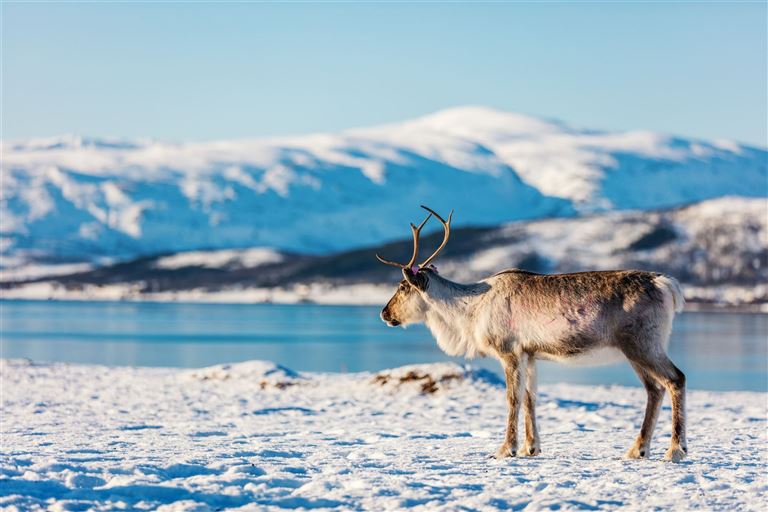 Polarlichtmetropole Tromsø ©BlueOrange Studio/adobestock